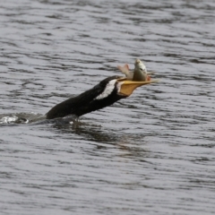 Anhinga novaehollandiae at Greenway, ACT - 8 Mar 2022 02:42 PM