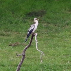 Anhinga novaehollandiae at Greenway, ACT - 8 Mar 2022