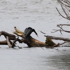 Anhinga novaehollandiae at Greenway, ACT - 8 Mar 2022