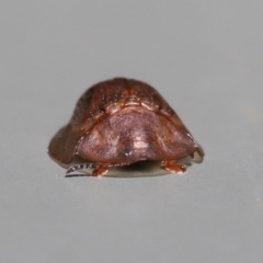 Unidentified Beetle (Coleoptera) at Wellington Point, QLD - 1 Mar 2022 by TimL