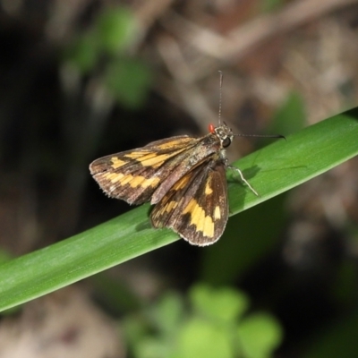 Unidentified Skipper (Hesperiidae) at Wellington Point, QLD - 2 Mar 2022 by TimL