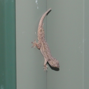 Hemidactylus frenatus at Wellington Point, QLD - 2 Mar 2022