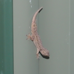 Hemidactylus frenatus (Asian House Gecko) at suppressed - 2 Mar 2022 by TimL