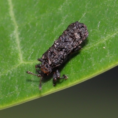 Unidentified Beetle (Coleoptera) at Wellington Point, QLD - 1 Mar 2022 by TimL