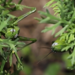 Unidentified Grasshopper (several families) at Wellington Point, QLD - 1 Mar 2022 by TimL