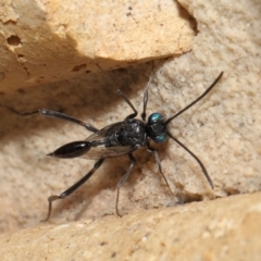 Unidentified Parasitic wasp (numerous families) at Wellington Point, QLD - 1 Mar 2022 by TimL