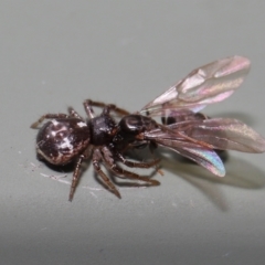 Unidentified Spider (Araneae) at Wellington Point, QLD - 1 Mar 2022 by TimL