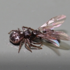 Tharpyna diademata (Diamond Tharpyna) at Wellington Point, QLD - 2 Mar 2022 by TimL