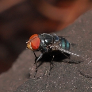 Chrysomya sp. (genus) at Wellington Point, QLD - suppressed