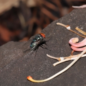 Chrysomya sp. (genus) at Wellington Point, QLD - suppressed