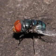 Chrysomya sp. (genus) at Wellington Point, QLD - suppressed