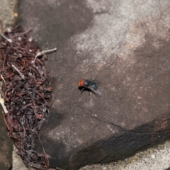 Chrysomya sp. (genus) at Wellington Point, QLD - suppressed