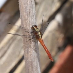 Unidentified Damselfly (Zygoptera) at Wellington Point, QLD - 4 Mar 2022 by TimL