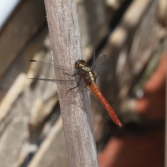 Orthetrum villosovittatum at Wellington Point, QLD - suppressed