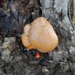 Piptoporus australiensis at Narrabundah, ACT - 9 Mar 2022 by StephCJ