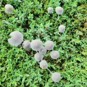 Coprinellus etc. at Narrabundah, ACT - 9 Mar 2022