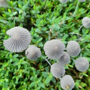 Coprinellus etc. at Narrabundah, ACT - 9 Mar 2022