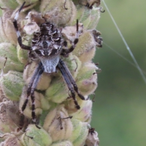 Backobourkia sp. (genus) at Paddys River, ACT - 9 Mar 2022