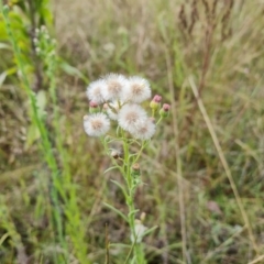 Erigeron bonariensis (Flaxleaf Fleabane) at O'Malley, ACT - 8 Mar 2022 by Mike