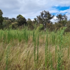 Erigeron sumatrensis (Tall Fleabane) at O'Malley, ACT - 9 Mar 2022 by Mike