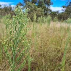 Erigeron sumatrensis at O'Malley, ACT - 9 Mar 2022