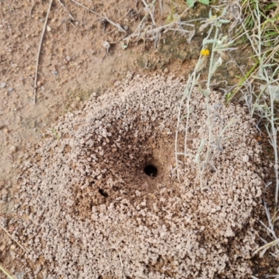 Camponotus consobrinus (Banded sugar ant) at O'Malley, ACT - 9 Mar 2022 by Mike