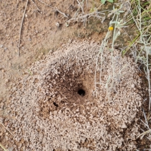 Camponotus consobrinus at O'Malley, ACT - 9 Mar 2022