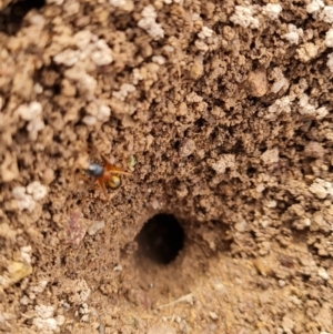 Camponotus consobrinus at O'Malley, ACT - 9 Mar 2022