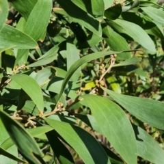 Acacia melanoxylon (Blackwood) at Mount Mugga Mugga - 8 Mar 2022 by Mike