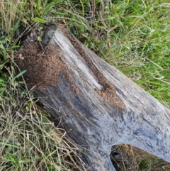 Papyrius sp. (genus) (A Coconut Ant) at O'Malley, ACT - 8 Mar 2022 by Mike