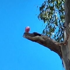 Eolophus roseicapilla (Galah) at GG214 - 8 Mar 2022 by Mike