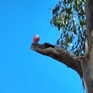 Eolophus roseicapilla at O'Malley, ACT - 9 Mar 2022 09:49 AM