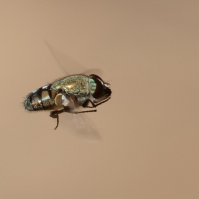 Stomorhina sp. (genus) (Snout fly) at Namadgi National Park - 18 Feb 2022 by rawshorty