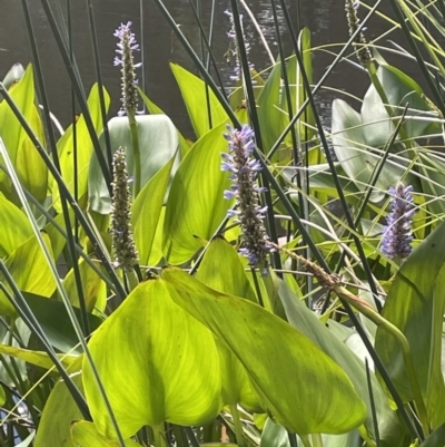 Pontederia cordata (Pickerel Weed) at O'Connor, ACT - 9 Mar 2022 by JaneR