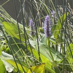 Pontederia cordata at O'Connor, ACT - 9 Mar 2022