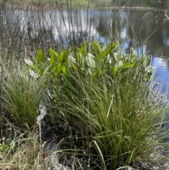 Pontederia cordata at O'Connor, ACT - 9 Mar 2022