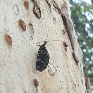 Porismus strigatus at Turner, ACT - 9 Mar 2022