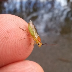 Nematus oligospilus (Willow sawfly) at Sullivans Creek, Acton - 9 Mar 2022 by Angus44