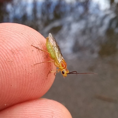 Nematus oligospilus (Willow sawfly) at Sullivans Creek, Acton - 9 Mar 2022 by Angus44