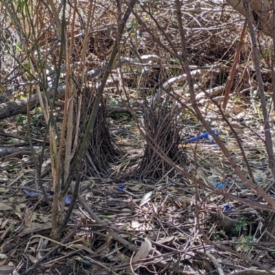 Ptilonorhynchus violaceus (Satin Bowerbird) at Charles Sturt University - 3 Mar 2022 by Darcy