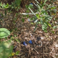 Ptilonorhynchus violaceus at Thurgoona, NSW - 3 Mar 2022