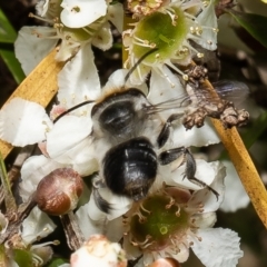 Megachile (Eutricharaea) maculariformis at Acton, ACT - 9 Mar 2022