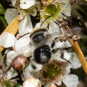 Megachile (Eutricharaea) maculariformis at Acton, ACT - 9 Mar 2022