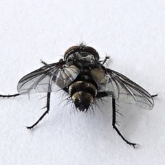 Tachinidae (family) at Crooked Corner, NSW - 9 Mar 2022