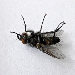 Tachinidae (family) at Crooked Corner, NSW - 9 Mar 2022