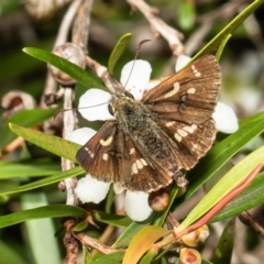 Dispar compacta (Barred Skipper) at Acton, ACT - 8 Mar 2022 by Roger