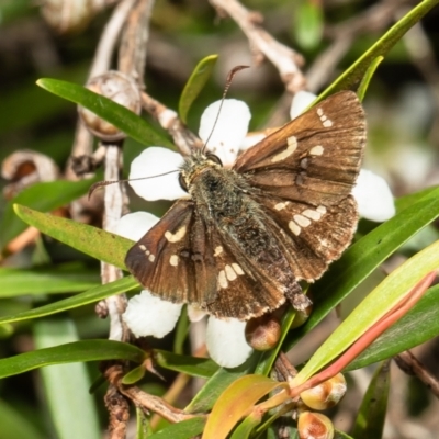 Dispar compacta (Barred Skipper) at Acton, ACT - 9 Mar 2022 by Roger