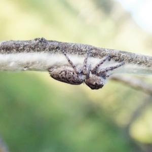 Cytaea severa at Cook, ACT - 3 Dec 2021