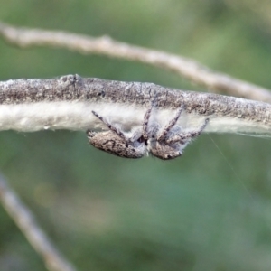 Cytaea severa at Cook, ACT - 3 Dec 2021