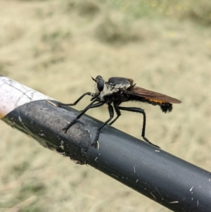 Blepharotes sp. (genus) at Stromlo, ACT - 5 Mar 2022